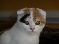Jeweli1