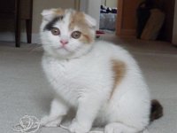 Jeweli2