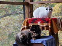 TwoCats