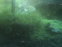 BobCatNight