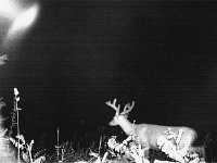 BuckInDark