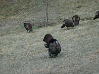 TurkeyCrew